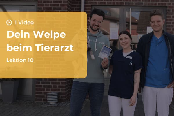 Lektion 10: Dein Welpe beim Tierarzt Lektion 10: Dein Welpe beim Tierarzt