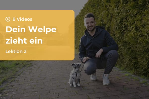 Lektion 2: Dein Welpe zieht ein Lektion 2: Dein Welpe zieht ein