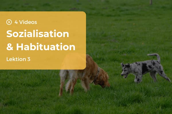 Lektion 3: Sozialisation und Habituation Lektion 3: Sozialisation und Habituation