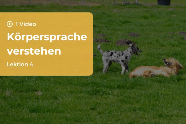 Lektion 4: Körpersprache verstehen Lektion 4: Körpersprache verstehen