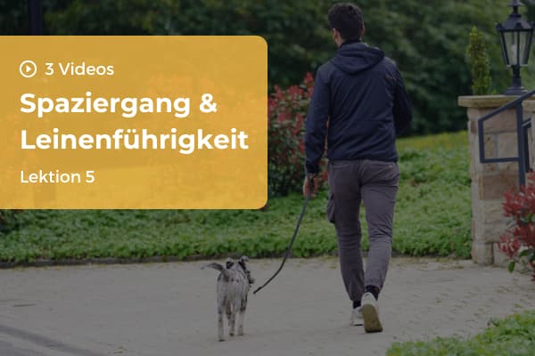Lektion 5: Spaziergang & Leinenführigkeit Lektion 5: Spaziergang & Leinenführigkeit