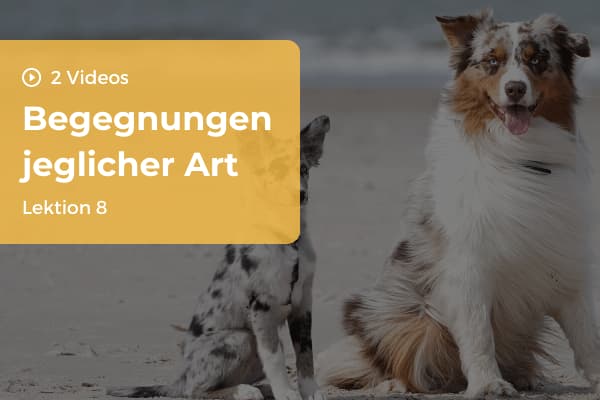 Lektion 8: Begegnungen jeglicher Art Lektion 8: Begegnungen jeglicher Art