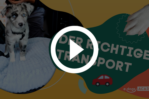 Teaservideo2 Lektion 2: Dein Welpe zieht ein