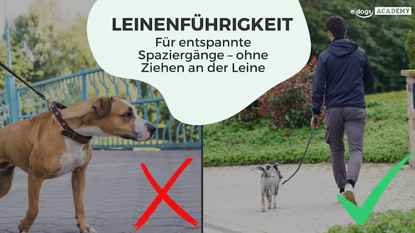 leinenfuehrigkeit-kurs-thumbnail Thumbnail: Leinenführigkeit Spezialkurs