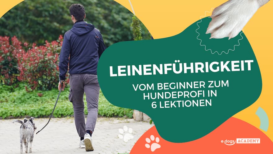 thumbnail_trailer_leinenfuehrigkeit Thumbnail: Trailer Leinenführigkeit