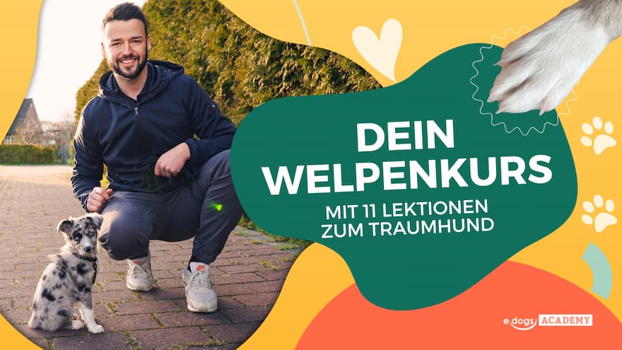 thumbnail_welpenkurs_trailer Thumbnail: Welpenkurs Trailer