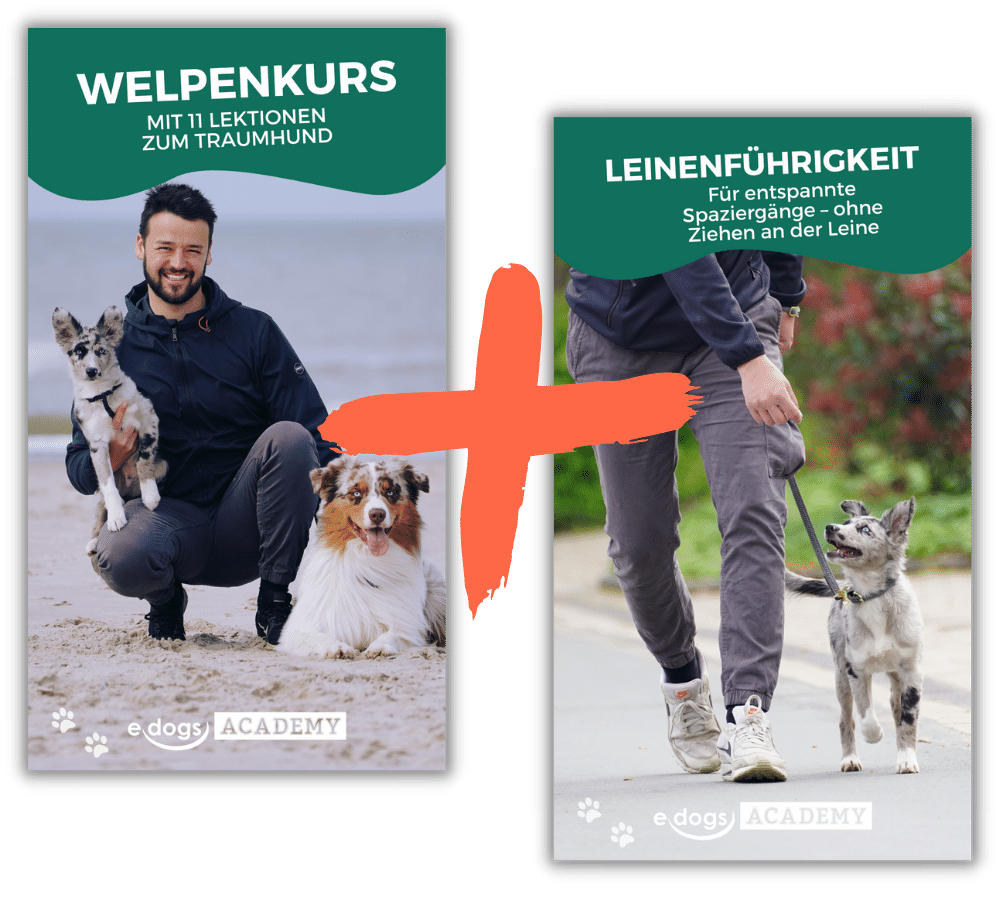 bündel Bundle: Leinenführigkeit Kurs