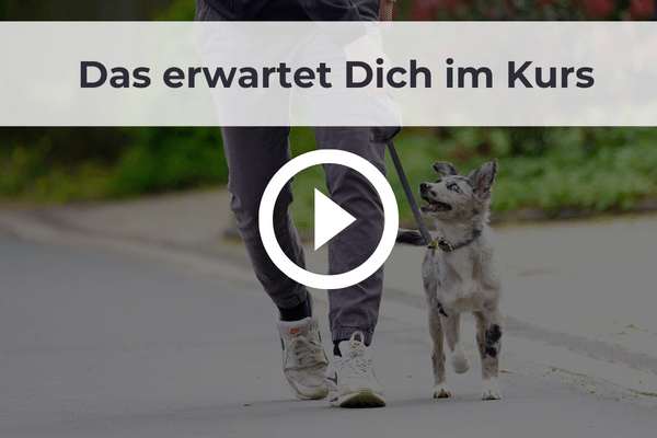 Video1 Lektion 1