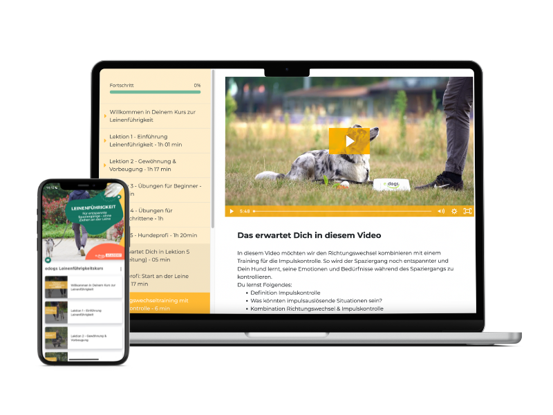 mockup-leinenfuehrigkeit-kurs Mockup: Leinenführigkeit Kurs