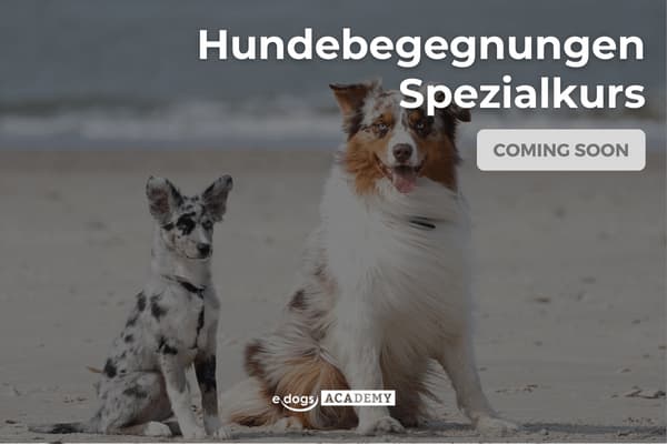 Coming Soon: Hundebegegnungen Spezialkurs