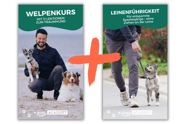 Komplettpaket Leinenführigkeit Kurs im Bundle mit dem Welpenkurs