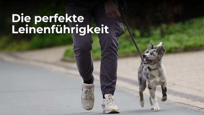 leinenfuehrigkeit-thumbnail Leinenführigkeit Kurs Thumbnail
