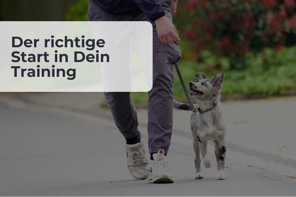 Leinenführigkeit Kurs: Der richtige Start in Dein Training