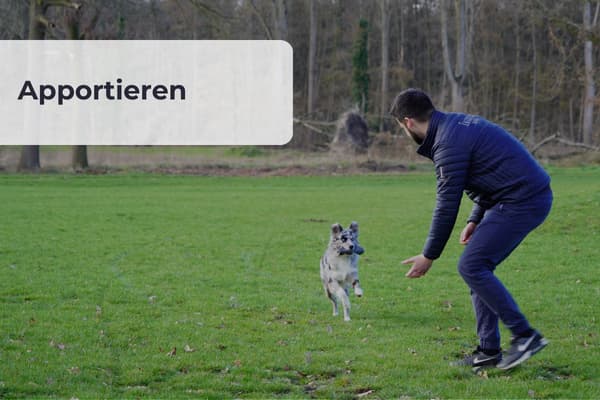 Apportieren Apportieren