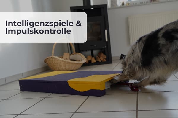 Intelligenzspiele & Impulskontrolle Intelligenzspiele
