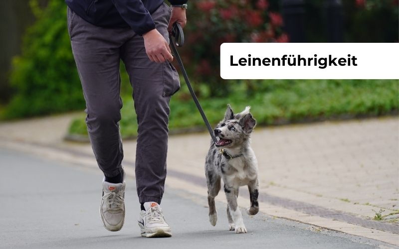 Kurvorschau: Leinenführigkeit