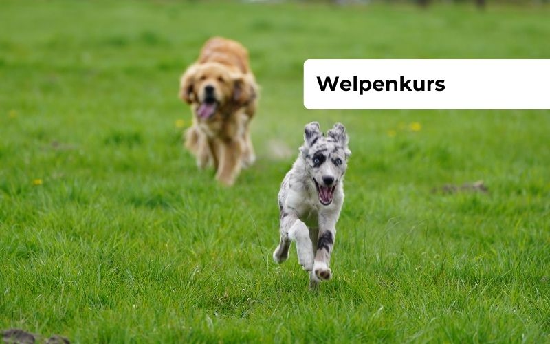 Kursvorschau: Welpenkurs