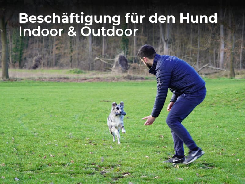 Beschäftigung für den Hund: Indoor und Outdoor Titelbild Beschäftigungskurs