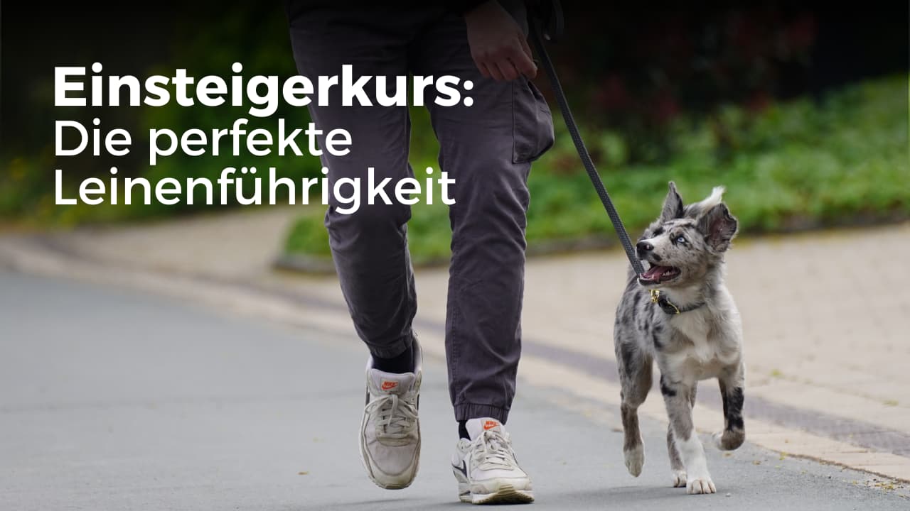 Leinenführigkeit Kurs für Einsteiger