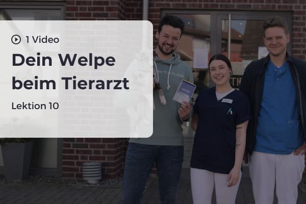 Lektion 10: Dein Welpe beim Tierarzt