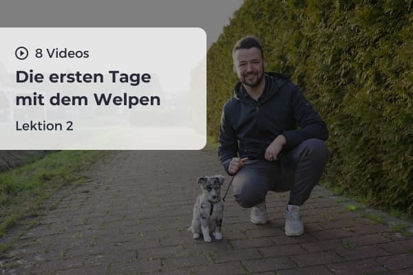 Lektion 2: Die ersten Tagen mit dem Welpen