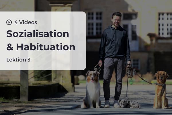 Lektion 3: Sozialisation und Habituation