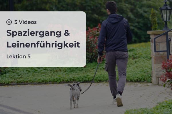 Lektion 5: Spaziergang & Leinenführigkeit