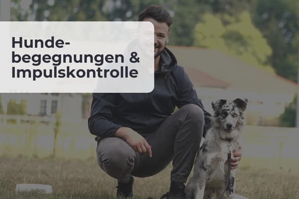 Hundebegegnungen und Impulskontrolle Hundebegegnungen und Impulskontrolle