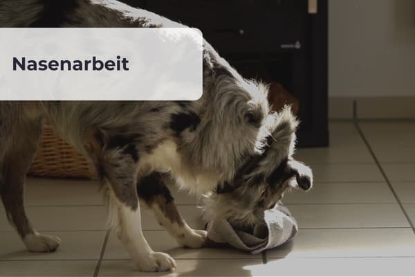 Nasenarbeit Nasenarbeit