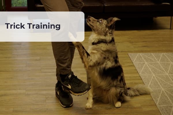 Trick Training Trick Training