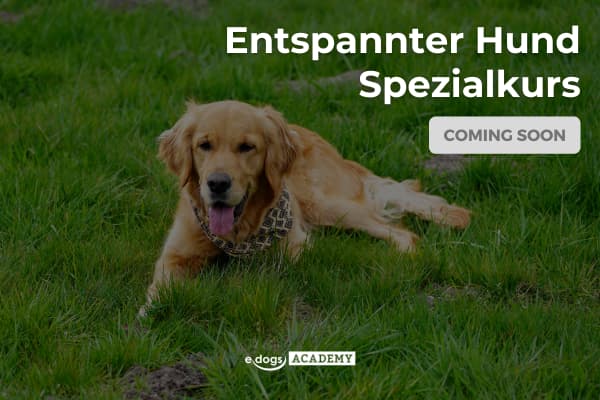 Coming soon: Entspannter Hund Spezialkurs
