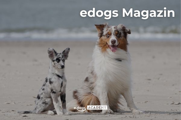 edogs Magazin