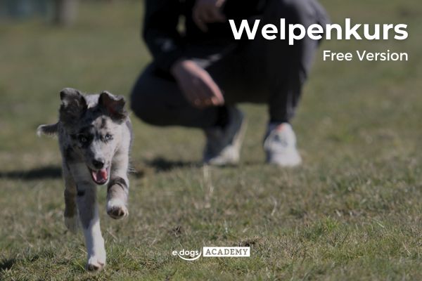 Gratis Wissen: Welpenkurs