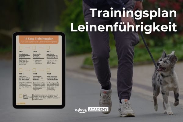 Leinenführigkeit Trainingsplan