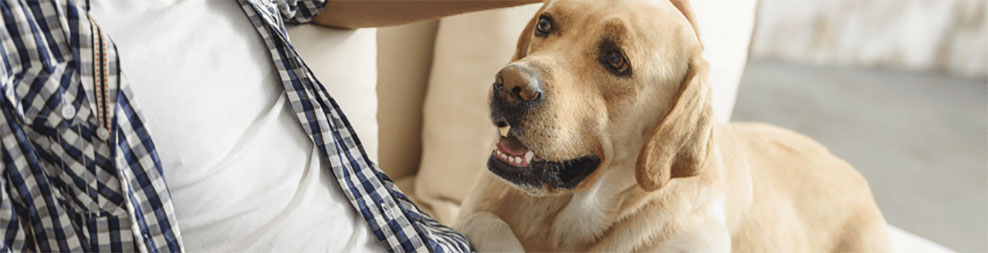 Labrador