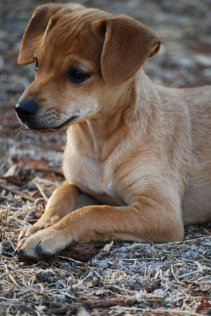 Mischlingswelpen Kaufen Und Verkaufen Hundevermittlung Edogs De