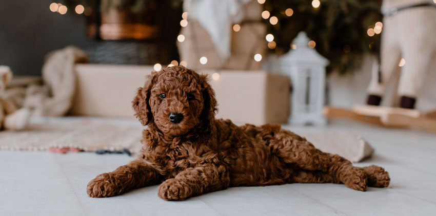 Hunde sind keine Geschenke