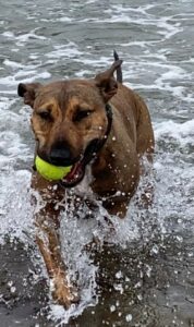 Hund mit Tennisball im Mund am Strand