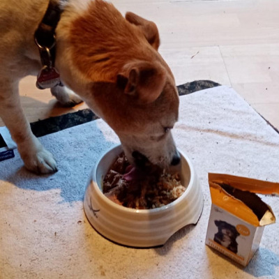 Hund frisst Nassfutter aus weißem Napf