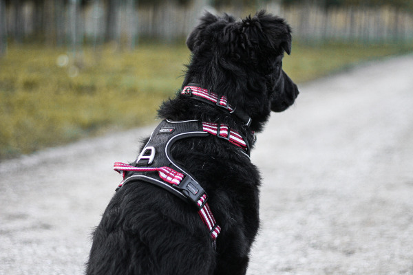 Schwarzer Hund mit Geschirr und Halsband schaut nach vorne