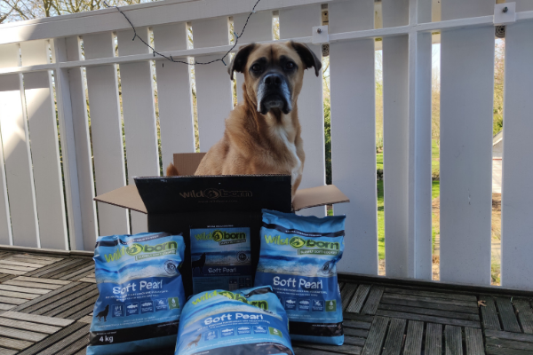 Erfahrungen mit dem Wildborn Soft Hundefutter Boxer (Hund) sitzt vor einem Karton mit Wildborn Hundefutter