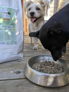 Hund frisst VegDog Futter