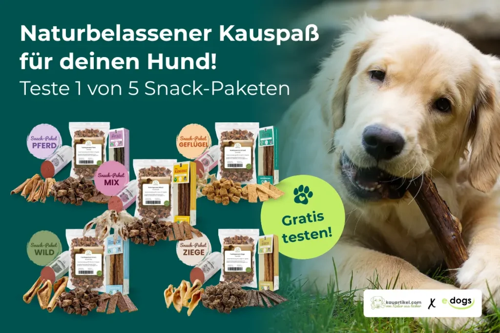 Werbegrafik für Hundesnacks: Ein fester, goldener Retriever kaut glücklich auf einem Kauholz im Gras. Links steht in großer Schrift: „Naturbelassener Kauspaß für deinen Hund! Teste 1 von 5 Snack-Paketen“. Darunter sind 5 Produktpakete abgebildet (Pferd, Geflügel, Mix, Wild, Ziege) mit Trainingssnacks, Kauartikeln und Snack-Rollen. Ein knallgelber Kreis wirbt mit „Gratis testen!“. Unten rechts befinden sich die Logos von kauartikel.com und edogs.