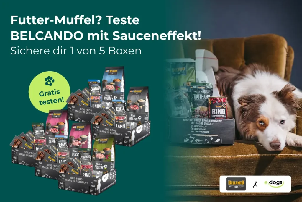 Werbegrafik für ein BELCANDO Produkttest: „Futter-Muffel? Teste BELCANDO mit Sauceneffekt! Sichere dir 1 von 5 Boxen“. Zu sehen sind Hundefutter-Testboxen und ein Australian Shepherd auf dem Sofa.
