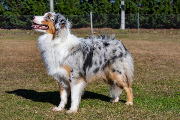 Merle Hunde: Australian Shepherd