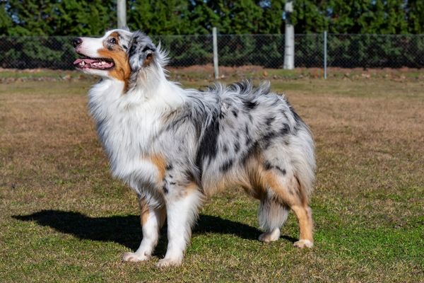 Merle Hunde: Australian Shepherd 