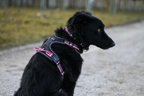 Schwarzer Hund mit Geschirr und Halsband