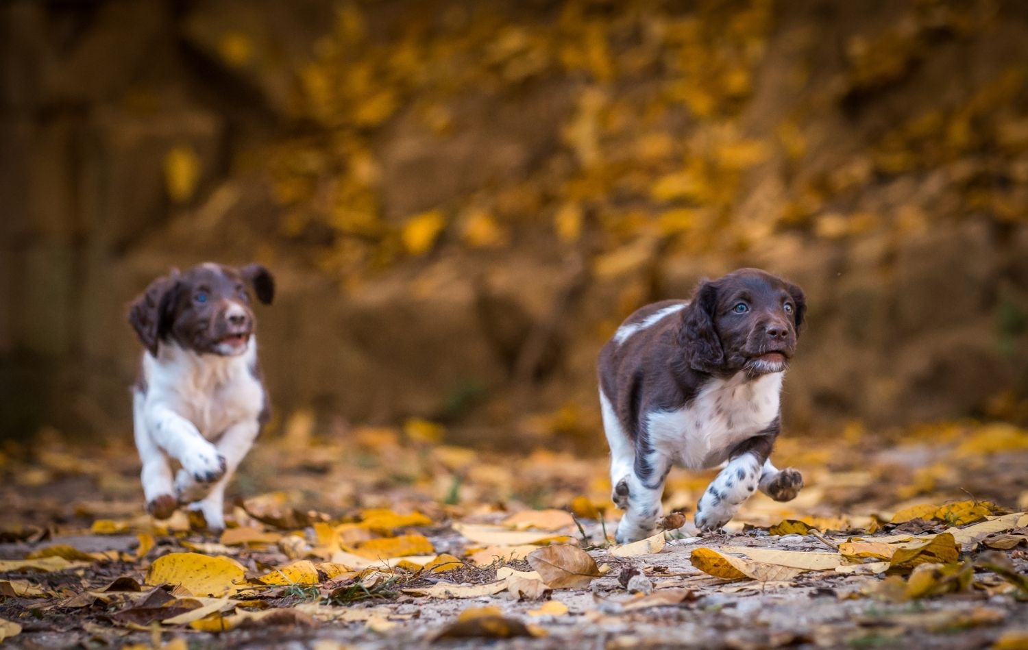 2 Kleine Münsterländer spielen