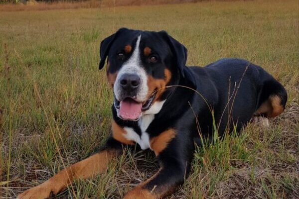 Schweizer Sennenhund liegt auf einer Wiese