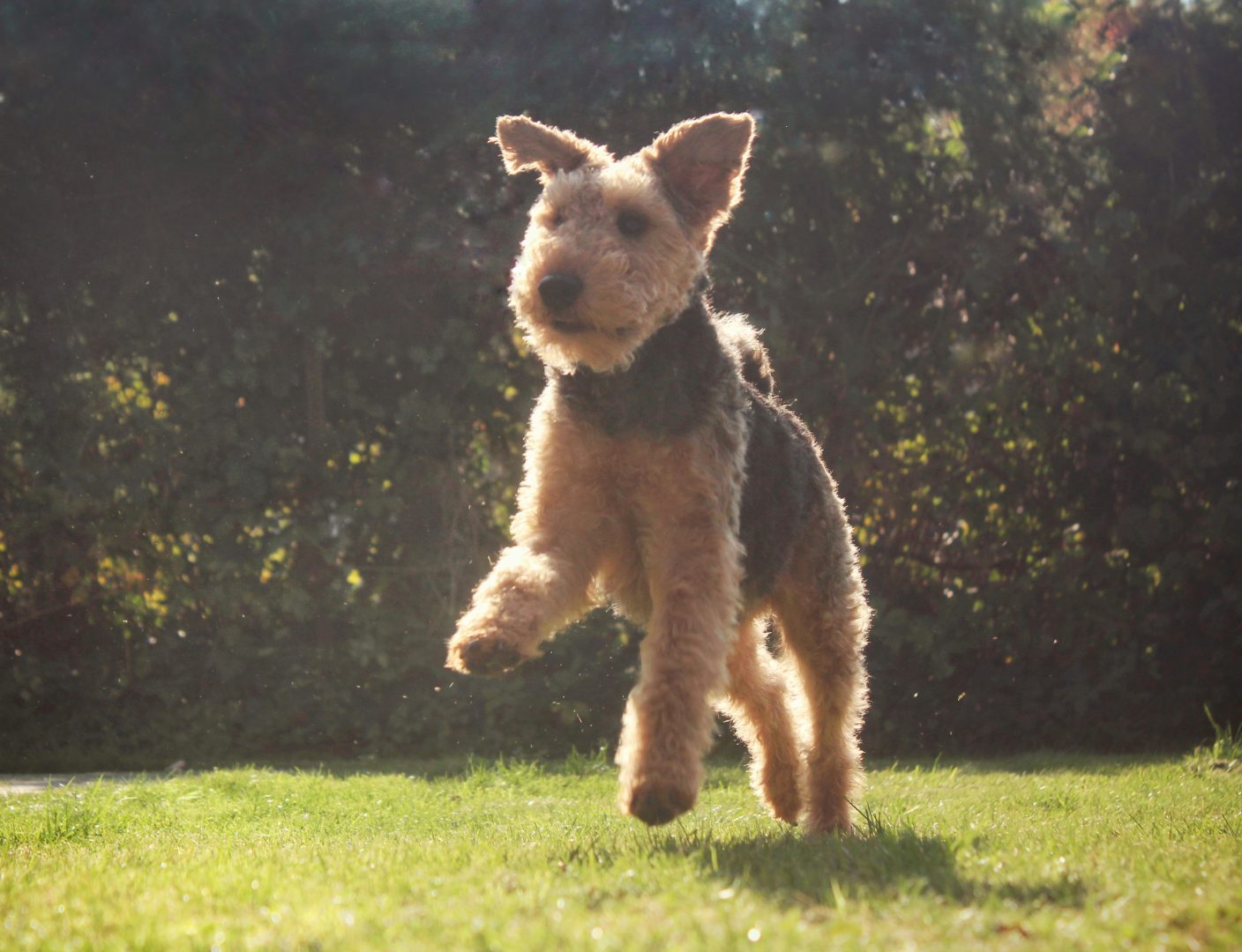 Welshterrier Springt auf einer Wise umher